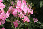 La Marne rose photo