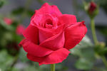 Lady Mitchell rose photo