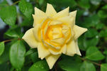 Light of Day ™ rose photo