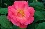Lily de Gerlache rose photo