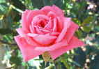 Little Girl rose photo
