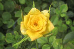 Little Meghan rose photo