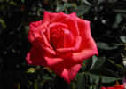 Little Vegas rose photo
