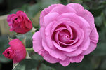 Love Potion ™ rose photo