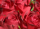 Madame Delbard ® rose photo