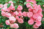 Maid of Kent rose photo