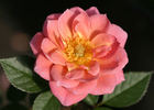 Marry Me ™ rose photo