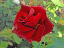 Memphis King ™ rose photo