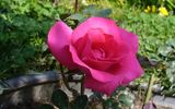 Cyclamen rose photo