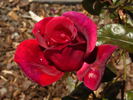 Ekstase rose photo