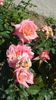 Croft Original rose photo
