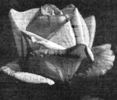 Jean Ducher rose photo
