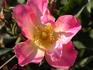 Colette Clémente rose photo