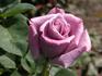 Blue Ribbon rose photo