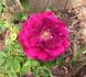 Granny Grimmetts rose photo