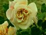 Mab Grimwade rose photo