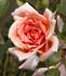 Baby Darling, Cl. rose photo
