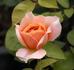 Gold Glow Bronze Sport rose photo