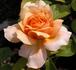 Gold Glow Bronze Sport rose photo