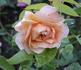 Gold Glow Bronze Sport rose photo