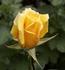 Twenty First Century rose photo