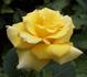 Twenty First Century rose photo