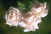Ohio Belle rose photo