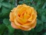 Almost Sunset rose photo