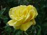 Golden Charm rose photo