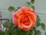 Joey's Palace rose photo