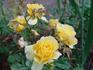 Yellow Blaze rose photo