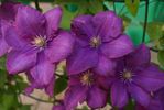 Rahvarinne clematis photo