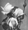 Edmond Deshayes rose photo