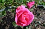 Cyclamen rose photo