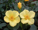My Sunshine rose photo