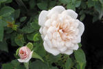 Old Fashioned Girl rose photo