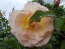 Schoolgirl rose photo