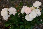 Friends of Benalla Gardens rose photo