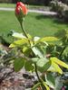 Rae Dungan rose photo