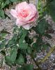 Ruyton rose photo
