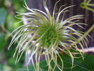 Henryii clematis photo