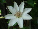 Henryii clematis photo