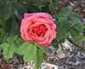 City of Benalla rose photo