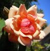 Nella Fantasia rose photo