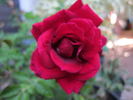 Nocturne rose photo