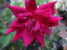 Nocturne rose photo