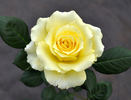 Katherine Loker rose photo