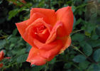 Orange Parfait ™ rose photo