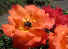 Orange Waves rose photo