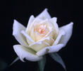 Pacesetter rose photo